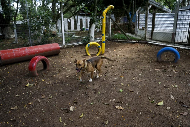 Camila Hermes / Agencia RBS image