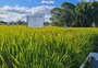 Na região de maior peso para o arroz no RS, 9% da área foi abandonada pela estiagem