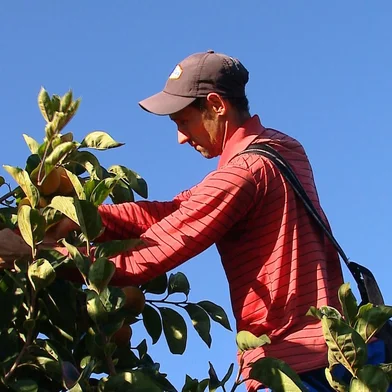 Caqui colhido em Vila Seca e que chega em centro de distribuição<!-- NICAID(15410504) -->