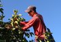 Menos caqui, mas qualidade superior: produtores de Caxias iniciam colheita e também exportam a fruta