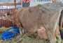 Vaca bate recorde de produção de leite em feira no noroeste gaúcho