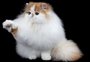 Porto Alegre recebe exposição de gatos neste final de semana