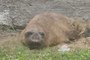 Elefante marinho encontrado descansando em casa em Capão da Canoa. Patram está monitorando o animal.<!-- NICAID(15500477) -->