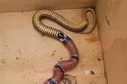 Flagrante de cobra vomitando cobra em Santa Catarina