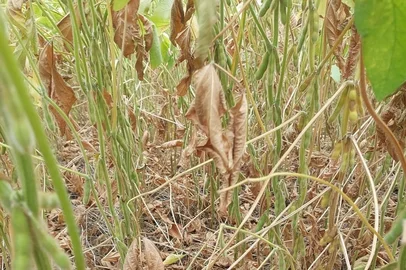 Estiagem impacta produção na Região Central