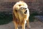 O leão Jerônimo, do Parque Zoológico de Sapucaia <!-- NICAID(14757242) -->