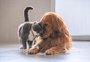 Como tratar e evitar doenças cardíacas em animais de estimação 