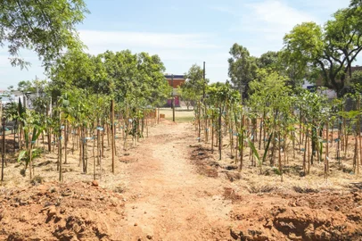 Praça Oliveira Rolim é transformada por moradores e voluntários.