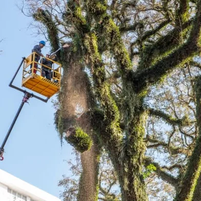 Por risco de queda, três árvores de grande porte são removidas da praça central de Nova Prata.<!-- NICAID(16075732) -->