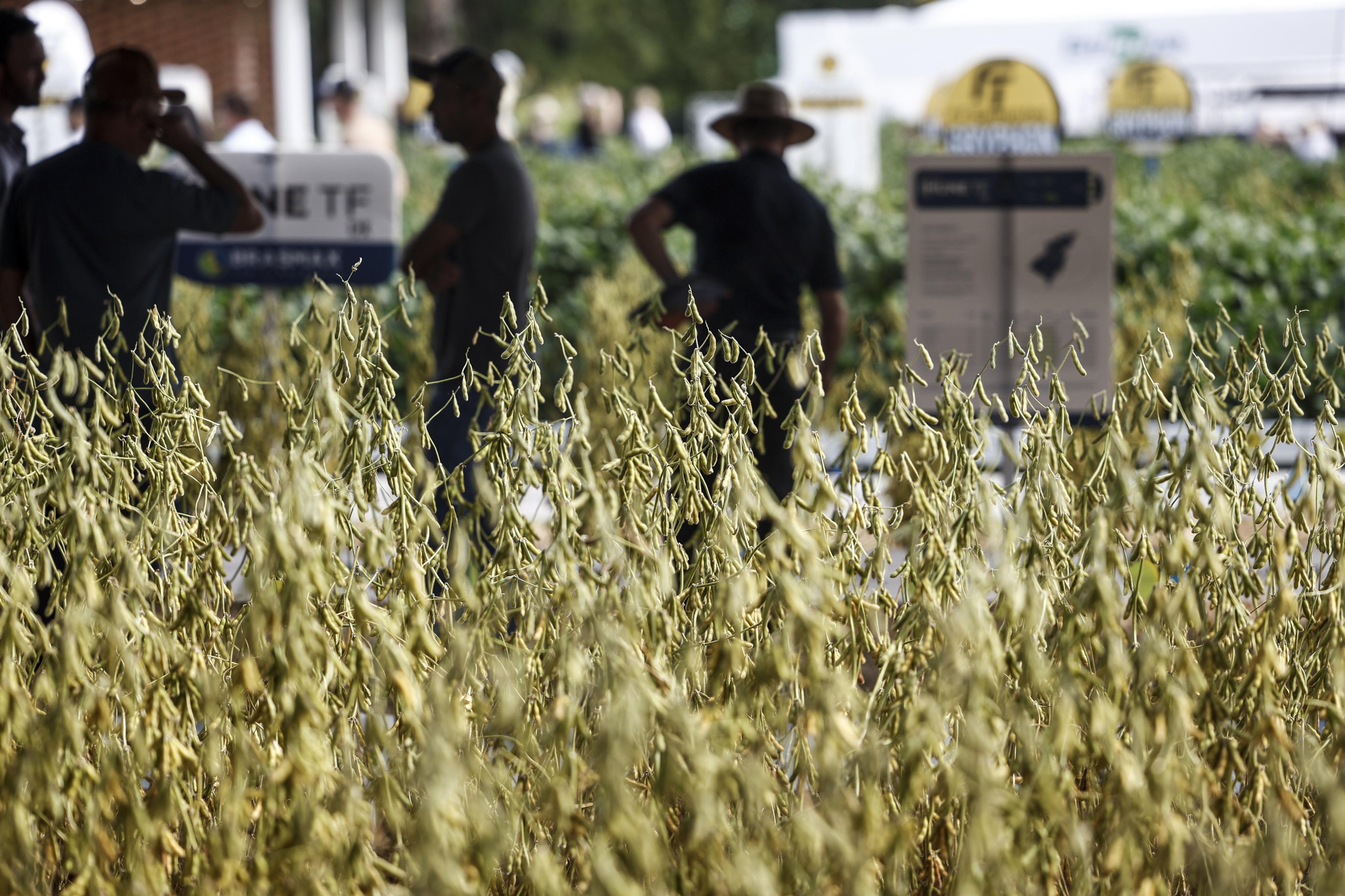 As regi&otilde;es que concentram as maiores redu&ccedil;&otilde;es na produ&ccedil;&atilde;o de soja no RS