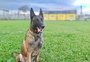 VÍDEO: de apreensões de drogas a prisões, conheça os feitos do cão de faro Baruk, aposentado pela PRF