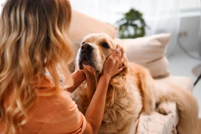 Conexão intensa com cachorro reduz risco de depressão e ansiedade. Foto: HBS  / stock.adobe.comFonte: 689091966<!-- NICAID(15843986) -->