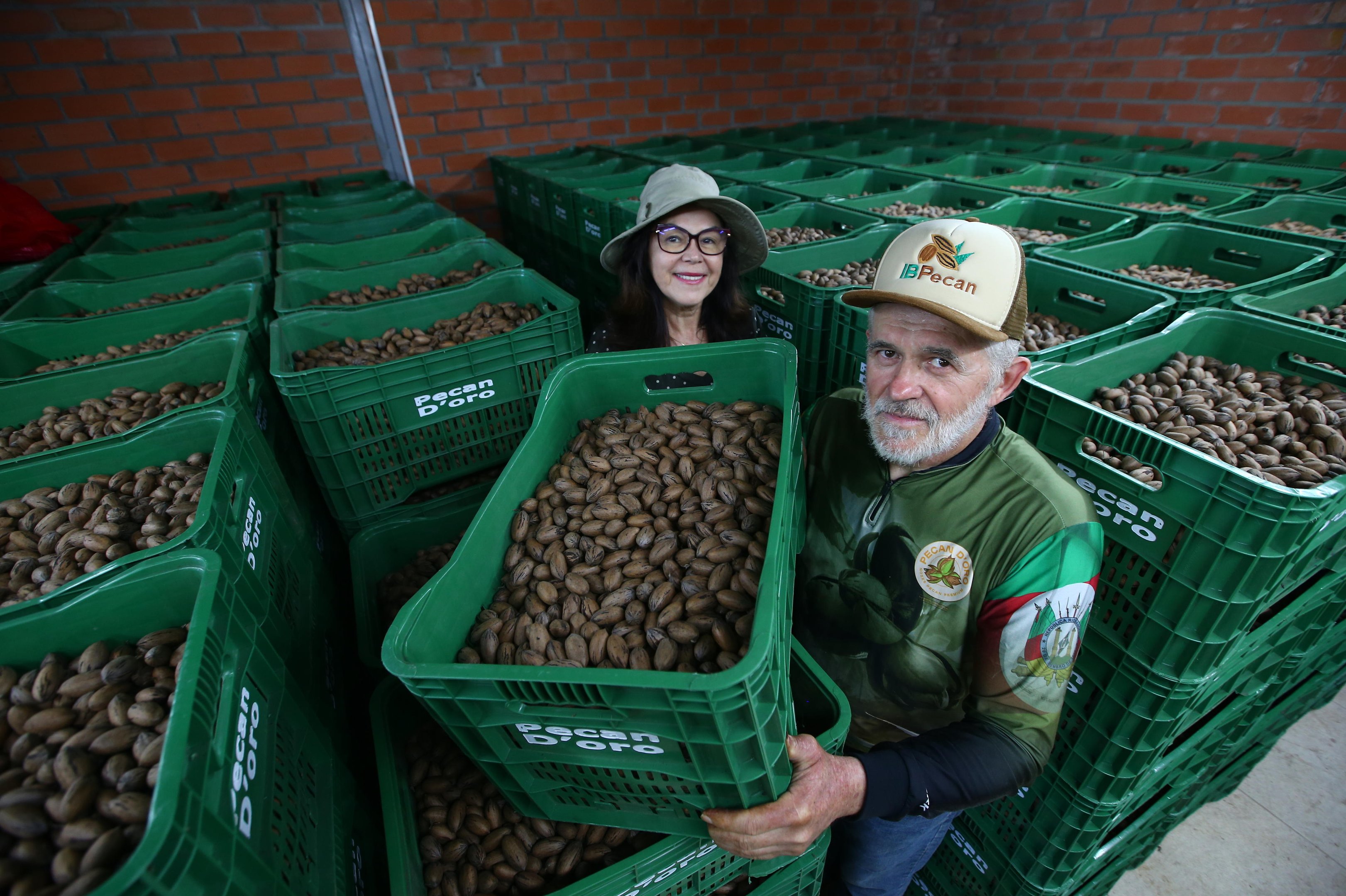 Produtores que apostaram no plantio de nogueiras há dez anos celebram a primeira grande safra da noz pecã na Serra