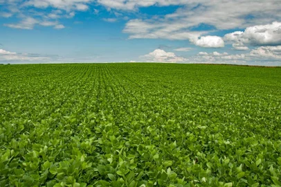 Secretaria da Agricultura inicia estudo sobre o Balanço de Gases de Efeito Estufa em áreas de produção de soja<!-- NICAID(15375949) -->