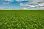 Secretaria da Agricultura inicia estudo sobre o Balanço de Gases de Efeito Estufa em áreas de produção de soja<!-- NICAID(15375949) -->