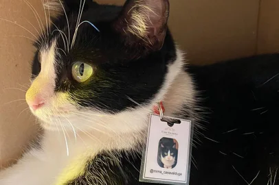 Mima, a gata que ganhou os turistas no Vale dos Vinhedos<!-- NICAID(14986499) -->