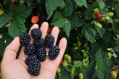Produção de amora em Campestre da Serra.<!-- NICAID(15548588) -->