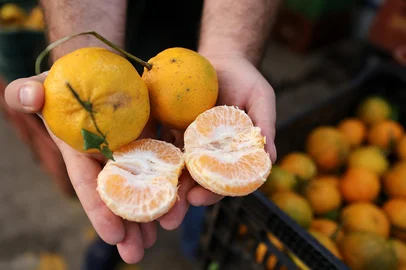 CAXIAS DO SUL, RS, BRASIL 19.05.2025. Após quebra na última safra, bergamota deve chegar mais saborosa e em maior quantidade na mesa dos consumidores da Serra. Expectativa para este ano é de uma produção cheia, de 16 mil toneladas, em 760 propriedades da região. Na foto, a fruta na Ceasa Serra. (Ulisses Castro / Agência RBS).<!-- NICAID(16040612) -->