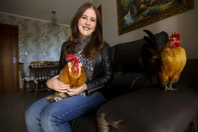 PORTO ALEGRE, RS, BRASIL, 01-07-2025: Com 6 anos de idade, o Galo Fu, coleciona 81 mil seguidores em uma rede social mostrando uma rotina de passeios aos cuidados da tutora Anete Michel. Foto: Camila Hermes/Agencia RBS<!-- NICAID(16071009) -->