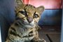 Gato-maracajá,é resgatado em Muliterno, no norte do RS.<!-- NICAID(15746843) -->