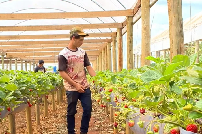 Reprodução RBS TV / Divulgação