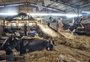 De volta ao palco, Expoleite Fenasul tem 678 animais inscritos