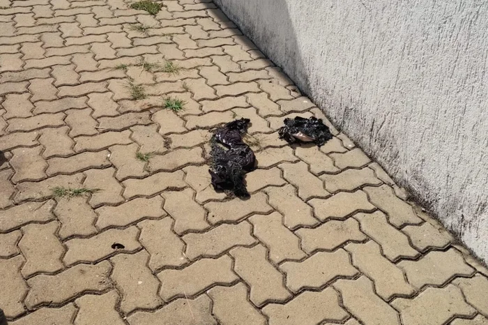 Polícia Civil / Divulgação