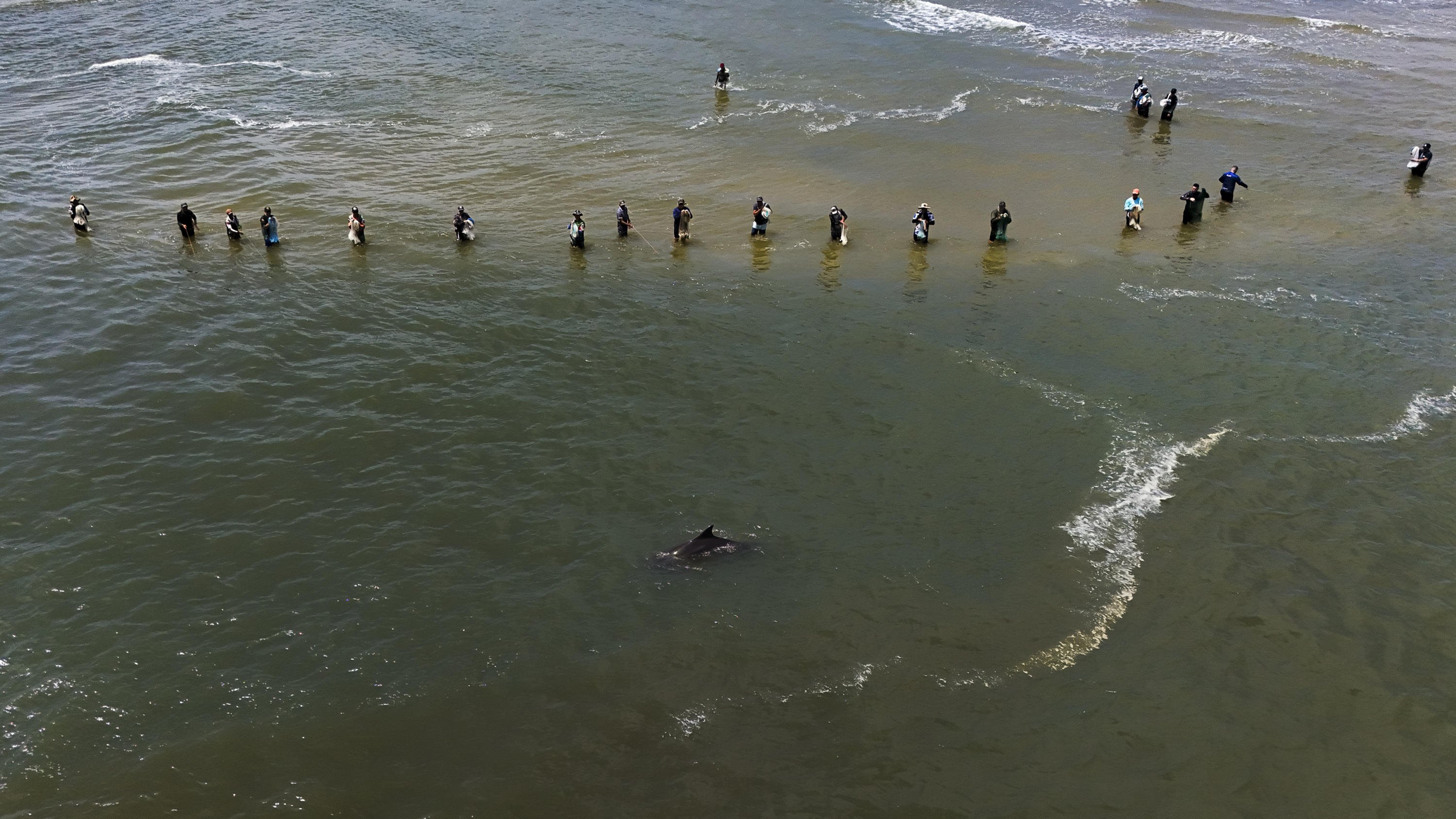 Pesca colaborativa com botos celebra rela&ccedil;&atilde;o rara entre esp&eacute;cies no litoral do RS: "Viraram parte da fam&iacute;lia"