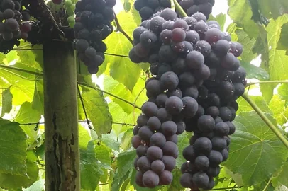 Fotos da colheita da uva Vênus, em Farroupilha, na família Correa.<!-- NICAID(14656984) -->