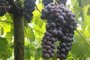 Fotos da colheita da uva Vênus, em Farroupilha, na família Correa.<!-- NICAID(14656984) -->