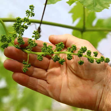 CAXIAS DO SUL, RS, BRASIL, 15/10/2025. Expectativas para a safra da uva 2026. Boa quantidade de horas de frio no inverno geram boas expectativas para a safra da uva 2025/2026. Propriedade de Daniel Toss, em São Luiz da 6º Légua. (Porthus Junior/Agência RBS)<!-- NICAID(16146875) -->