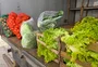 Agricultura familiar passa a fornecer alimentos para 89 escolas da rede municipal de Rio Grande