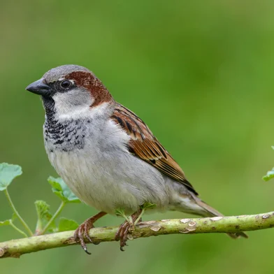 Male House Sparrow close up on a branch green backgroundIndexador: SGR PhotographyFonte: 547978405<!-- NICAID(15610599) -->
