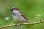 Male House Sparrow close up on a branch green backgroundIndexador: SGR PhotographyFonte: 547978405<!-- NICAID(15610599) -->