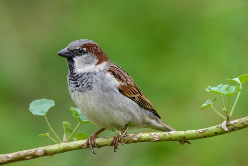 Male House Sparrow close up on a branch green backgroundIndexador: SGR PhotographyFonte: 547978405<!-- NICAID(15610599) -->