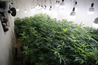 PORTO ALEGRE, RS, BRASIL, 08-06-2026: Laboratório para o cultivo de maconha no bairro Teresópolis, Zona Sul de Porto Alegre. Foto: Ronaldo Bernardi/Agência RBS<!-- NICAID(16301645) -->