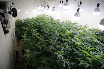 Ronaldo Bernardi / Agencia RBS PORTO ALEGRE, RS, BRASIL, 08-06-2026: Laboratório para o cultivo de maconha no bairro Teresópolis, Zona Sul de Porto Alegre. Foto: Ronaldo Bernardi/Agência RBS<!-- NICAID(16301645) -->