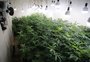 Polícia descobre estufa de maconha em casa na zona sul de Porto Alegre