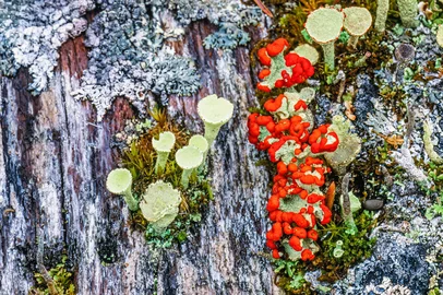 Cup lichen growing on an old tree stump<!-- NICAID(15993048) -->