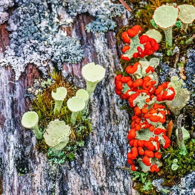 Cup lichen growing on an old tree stump<!-- NICAID(15993048) -->