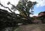 VÍDEO: queda de árvore danificou telhado de uma casa e bloqueou entrada de outra no bairro Santa Tereza