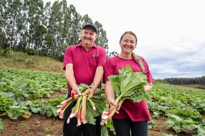 SÃO FRANCISCO DE PAULA, RS, BRASIL, 17/04/2024. +Serra sobre agricultura em São Francisco de Paula. A Fazenda da Cria, administrada pela família Martini Müller, em São Francisco de Paula, é um exemplo da diversificação produtiva que caracteriza o município nos últimos anos. A família que já havia sido pioneira no cultivo do alho-poró, 20 anos atrás, agora tem a única lavoura de ruibarbo no Brasil. Case do +Serra sobre a agricultura ganhando espaço em São Francisco de Paula. nas fotos: Isaura Martini Müller (Filha) e seus pais Sadi Müller e Clarice Martini. (Neimar De Cesero/Agência RBS)<!-- NICAID(15737482) -->