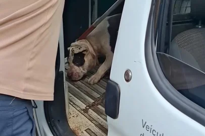 Marcio Santos / Caçadores de Notícias Mulher é hospitalizada após ser atacada por pitbull em Ijuí<!-- NICAID(16348458) -->