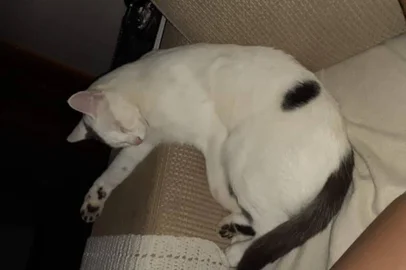 gato doméstico morto por chumbinho<!-- NICAID(14772732) -->