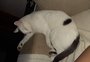 Moradores denunciam morte de gatos em Caxias do Sul