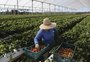 Quais são os principais desafios para os agricultores de Caxias do Sul