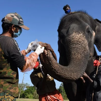 In this photo taken on June 8, 2021, veterinarians and forest workers collect a sample from a captive elephant to test for the Covid-19 coronavirus at the Theppakadu Elephant Camp in  Theppakadu, Tamil Nadu. - Twenty-eight elephants have been tested for Covid-19 at a forest reserve in southern India, officials said JUne 9, after the reported death of a rare Asiatic lion from the virus. (Photo by - / AFP)<!-- NICAID(14804521) -->