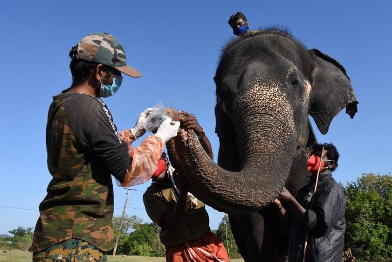 In this photo taken on June 8, 2021, veterinarians and forest workers collect a sample from a captive elephant to test for the Covid-19 coronavirus at the Theppakadu Elephant Camp in  Theppakadu, Tamil Nadu. - Twenty-eight elephants have been tested for Covid-19 at a forest reserve in southern India, officials said JUne 9, after the reported death of a rare Asiatic lion from the virus. (Photo by - / AFP)<!-- NICAID(14804521) -->