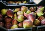 Safra de figo na Serra será superior à do último ano e colheita deve chegar a 1,6 mil toneladas da fruta
