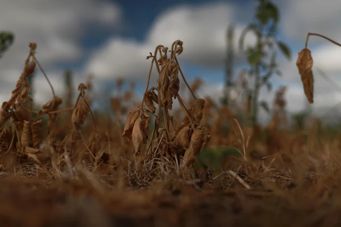 Renan Mattos / Agencia RBS